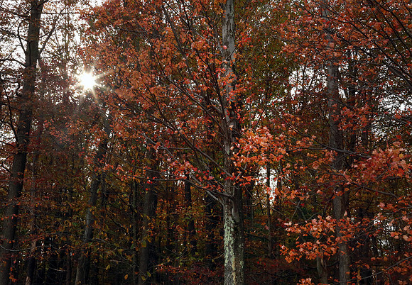 7C8B3454 O